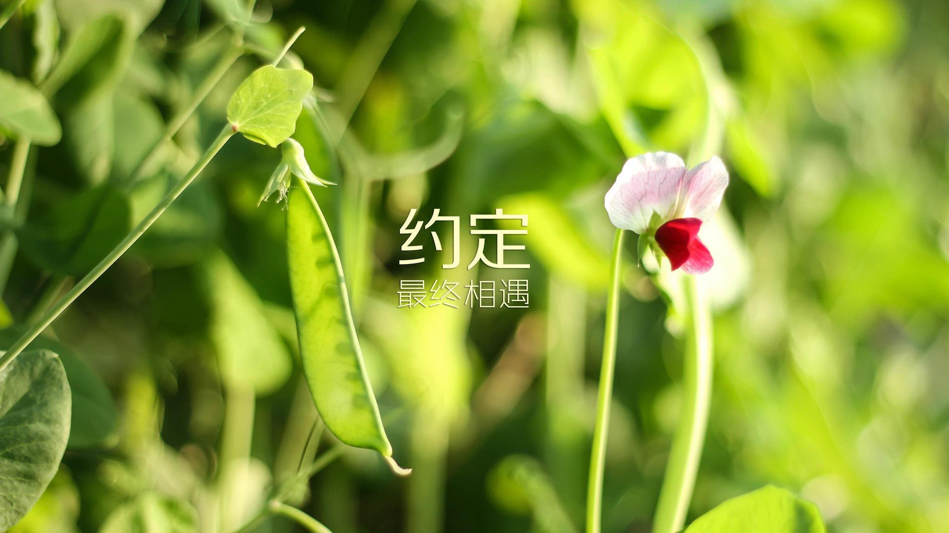 爱游戏体育平台-印度在卡巴迪项目中击败对手，夺得金牌，捍卫传统优势。，卡巴迪是什么运动项目