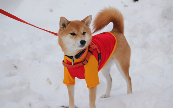 爱游戏体育APP下载-快船大逆转勇士!,快船大逆转勇士哈登