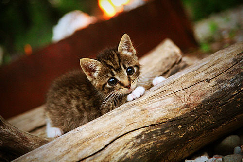 爱游戏体育-切尔西女足赛后教练战术点评,切尔西女足队长