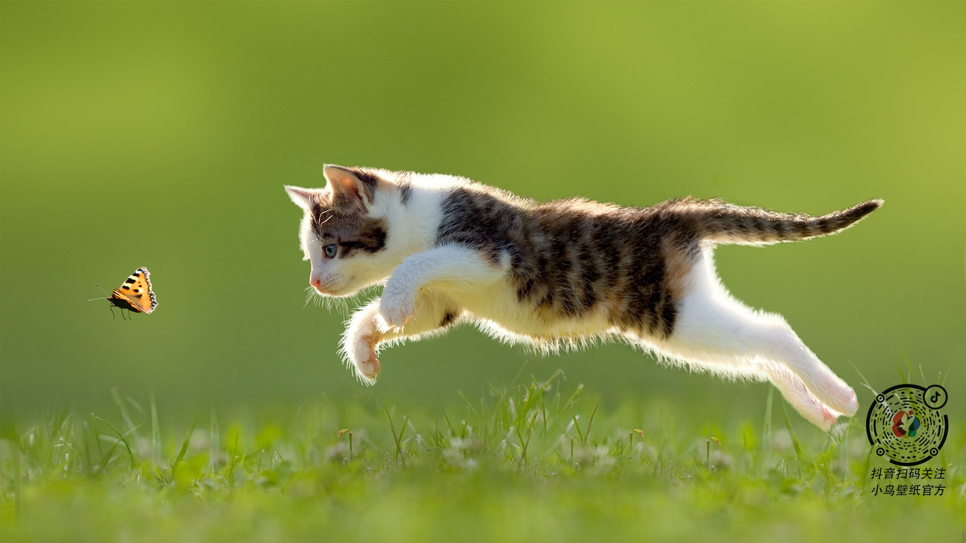 爱游戏体育平台-自由泳中距离朝鲜节奏掌控好，自由泳到边