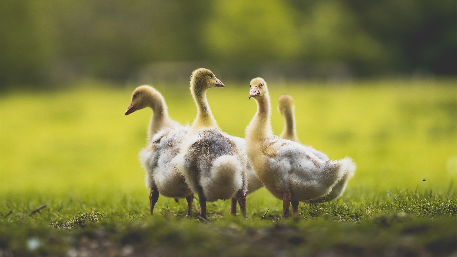 爱游戏体育平台-自由泳中距离朝鲜节奏掌控好,自由泳到边