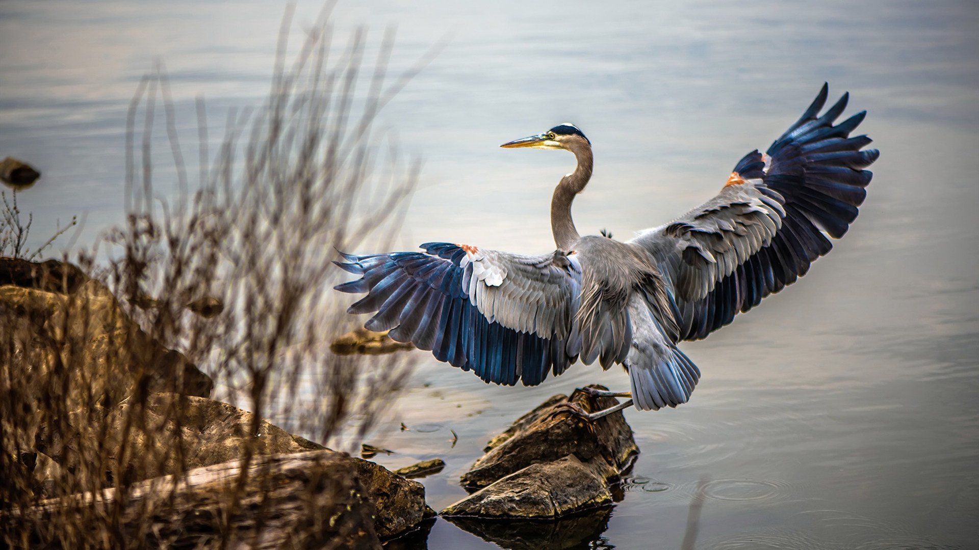 爱游戏体育官方网站-苏格兰橄榄球：人才储备与青训成关键看点，苏格兰球是什么运动