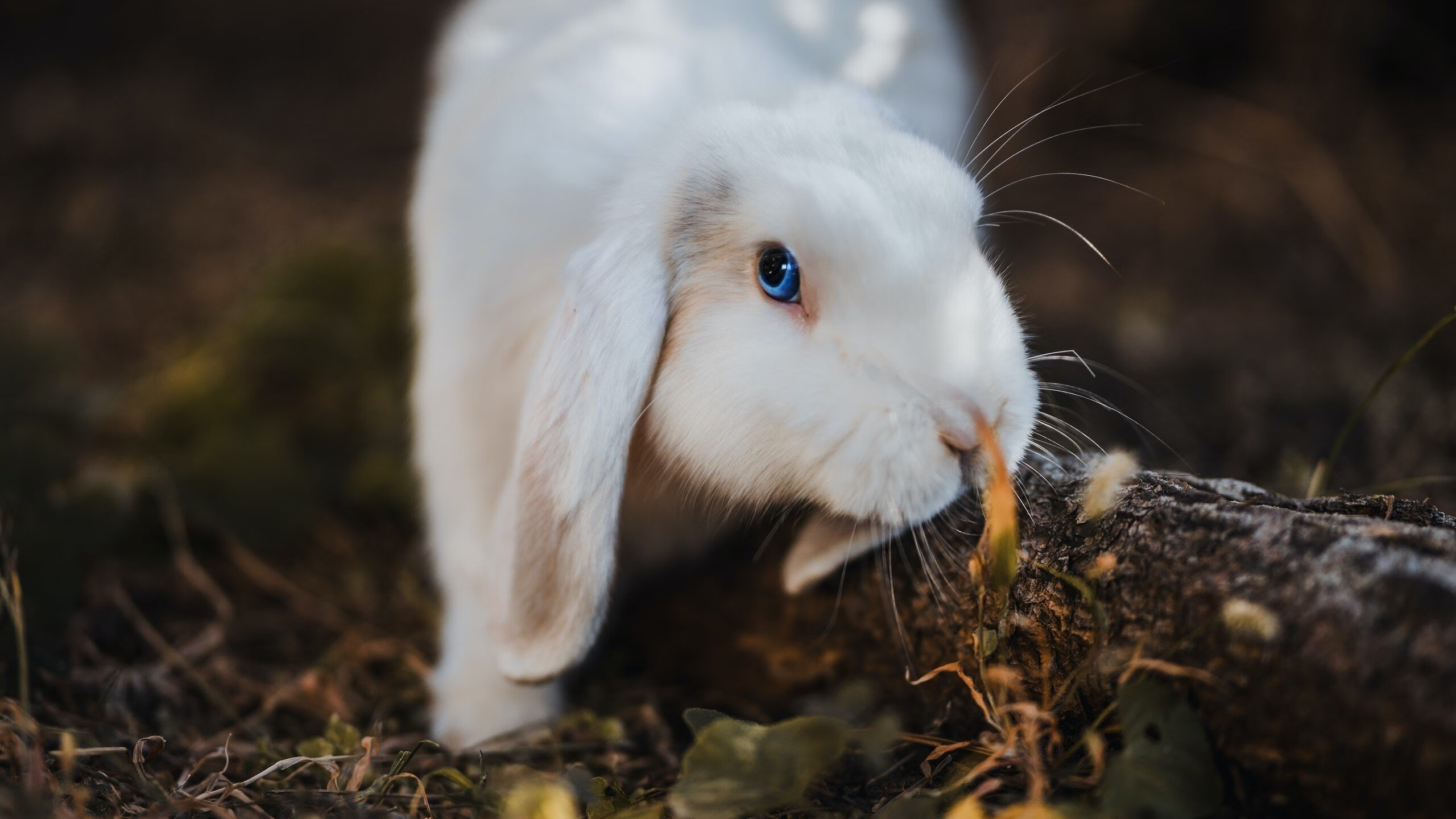 爱游戏综合娱乐-边锋速度快,突破能力强,边锋速度快,突破能力强吗